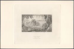 Image Lot